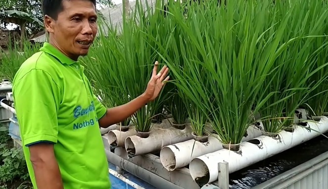 Basiri Menanam Padi Hidroganik