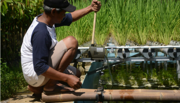 Menanam padi Hidroganik www.kompas.id